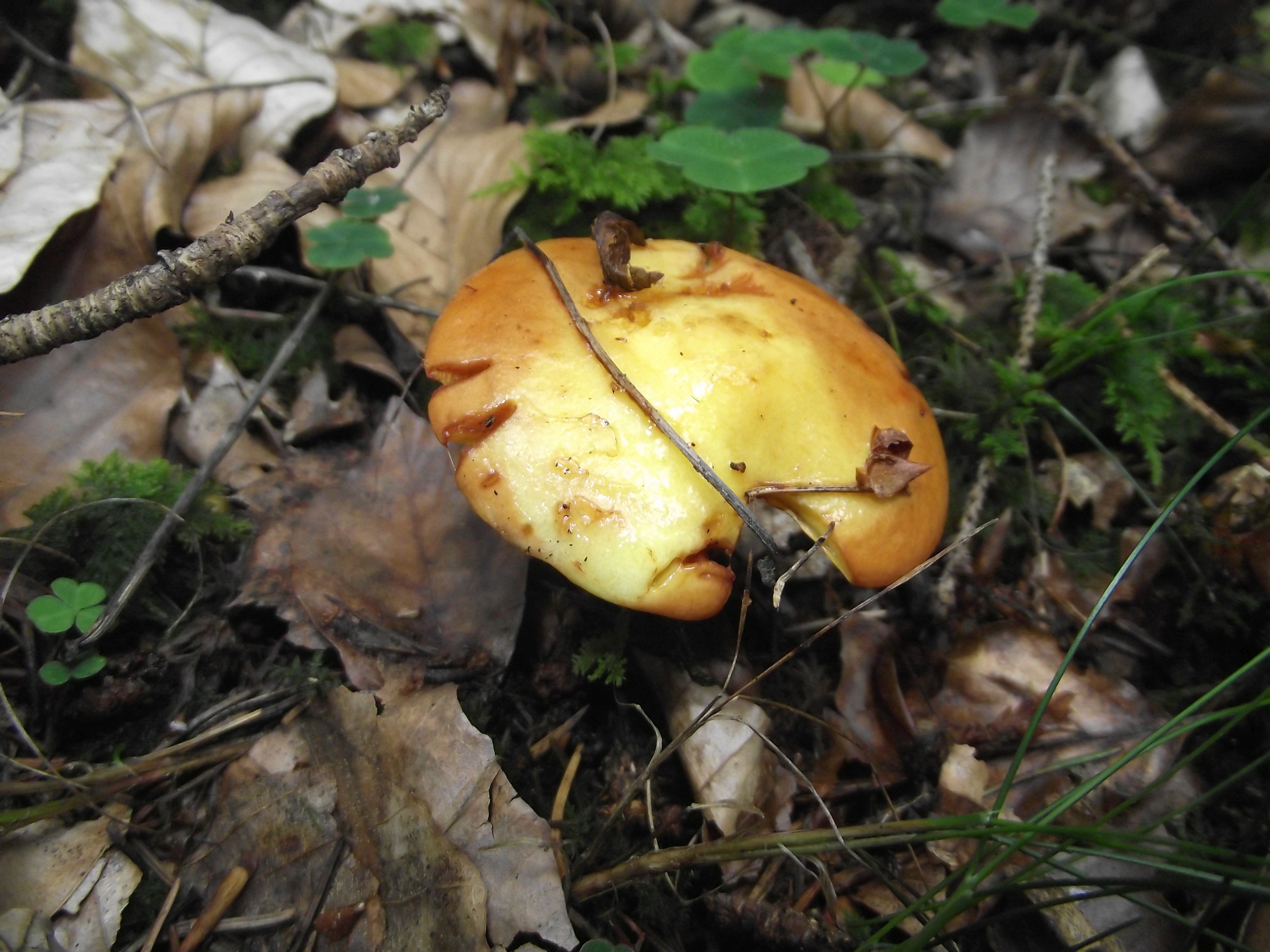 Goldgelber Lärchen-Röhrling